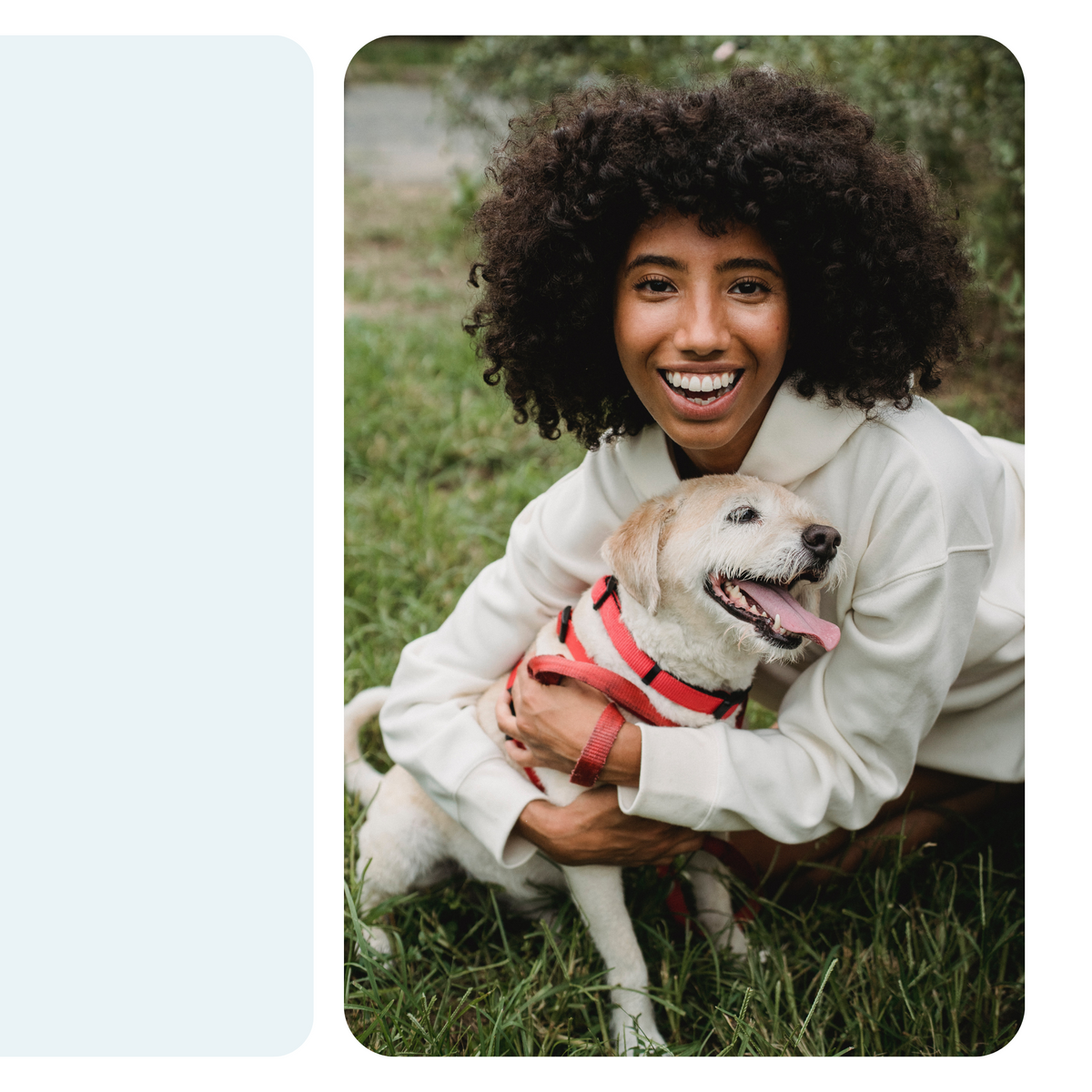 Petaboutus-overlay.png